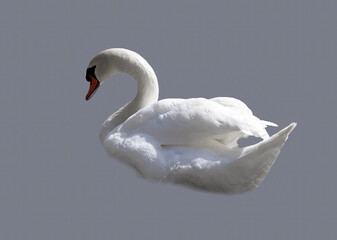 Swan bird isolated on monochrome background. Beautiful white swan