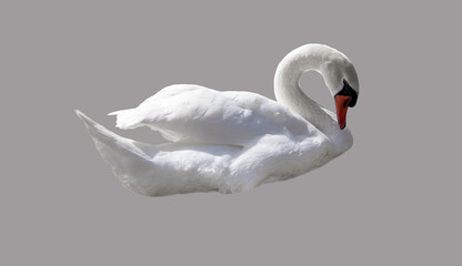 Swan bird isolated on monochrome background. Beautiful white swan