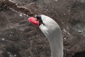 The head of a swan bird. Beautiful white swan