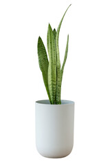Snake plant in a white pot design element