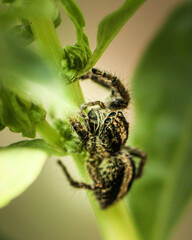 A spider with big eyes in the middle of a plant