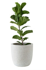 Fiddle-leaf fig plant in a white pot design element