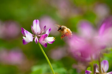 蓮華の花とホバリングのミツバチ
