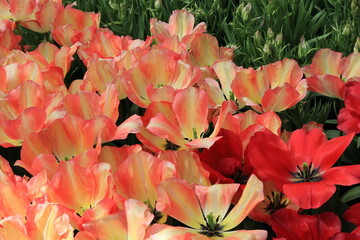 Spryng Sunrise Tulips on Display at the Keukenhof Flower Garden, Netherlands