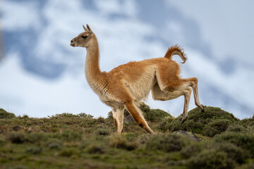 Guanaco sprints along hilltop with mountains behind