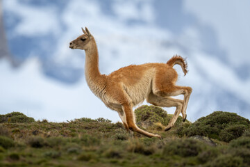 Guanaco sprints across ridge with mountains behind