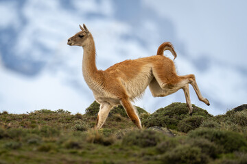 Obraz premium Guanaco sprints across hilltop with mountains behind