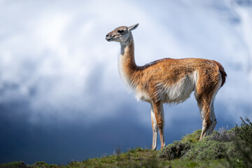 Guanaco standing on ridge with mountain behind