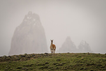 Guanaco stands in silhouette near rocky towers