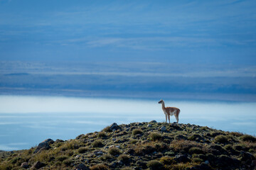Guanaco stands in profile on grassy mound