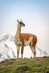 Guanaco stands silhouetted turning head on ridge