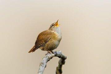 Close up of a Winter Wren, Troglodytes troglodytes, standing on an ash branch and singing loud to...