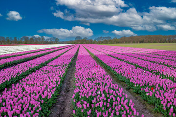Landscape Dutch flower bulb field with a growing double pink yellow early tulip variety called Light Pink Prince in tight vertical lines to the horizon 