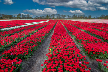 Landscape Dutch flower bulb field with a growing double red early tulip variety called FIRST PRICE...