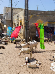 du linge sèche suspendu à une corde dans une rue de la vieille ville de Saint louis du Sénégal...