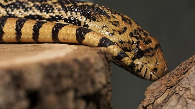 Pacific gopher snake or coast gopher snake, Pituophis catenifer sayi. Endemic to North America