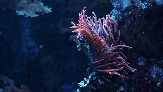 Colorful tropical corals and anemone in the aquarium