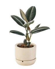 Rubber plant png mockup air-purifying plant