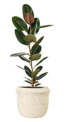 Rubber plant png mockup air-purifying plant
