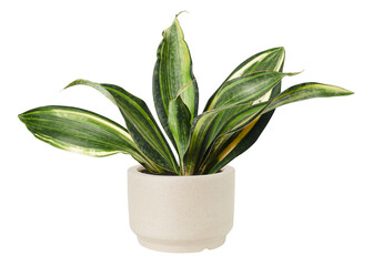 Naklejka premium Sansevieria png plant mockup in a ceramic pot