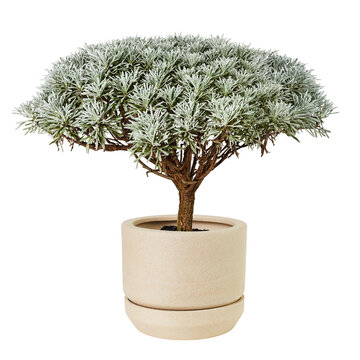 Crossostephium bonsai png plant mockup