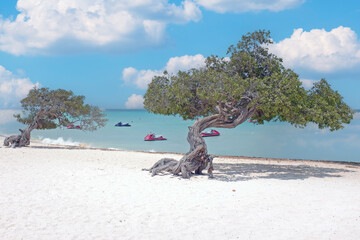 Eagle beach with divi divi trees on Aruba island, Dutch Antilles.