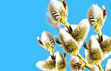pussy willow branches on blue sky background. springtime.