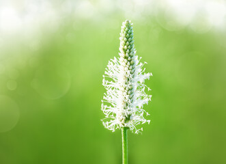 White plantain flower close up on a green background. Medicinal herbs.