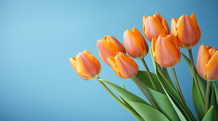 orange tulips on a blue background, natural lighting сreated with Generative Ai