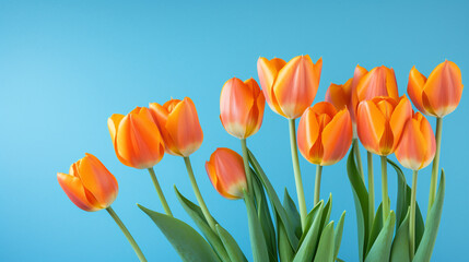orange tulips on a blue background, natural lighting сreated with Generative Ai