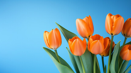 orange tulips on a blue background, natural lighting сreated with Generative Ai