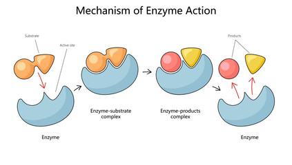 Human mechanism of enzyme action with substrate and product complexes diagram hand drawn schematic vector illustration. Medical science educational illustration