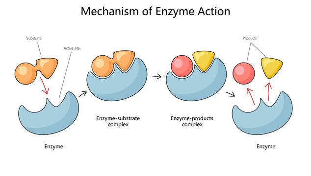 Human mechanism of enzyme action with substrate and product complexes diagram hand drawn schematic vector illustration. Medical science educational illustration