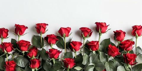 Beautiful vivid red roses aligned against stark white background, ideal for romantic occasions like Valentine's Day or anniversaries, symbolizing love and passion. Copy space.