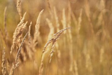 Golden ears of grass on the background of an autumn landscape. Small depth of field.     - 789343337