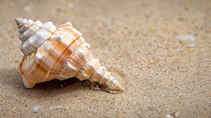 Fototapeta na wymiar Sea shell on the sand. Selective focus.
