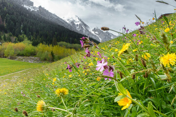 Frühlingsblumenwiese mit verschneitem Berg im Hintergrund