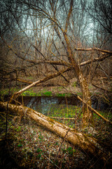 fallen trees over a pond and green grass in the autumn forest, against the background of a gray sky