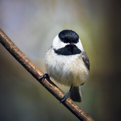 Obraz premium Black Capped Chickadee