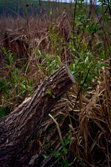 fallen tree on the river bank