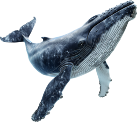 Oceanic Giant: Humpback Whale in the Deep Blue