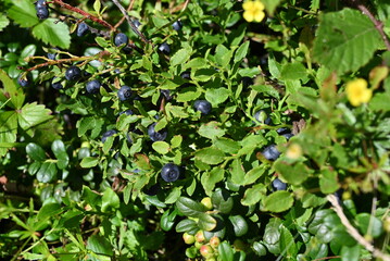 Black berries of wild blueberry on branches in nature close-up