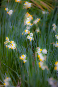 A tranquil image of daffodils emerging among green foliage. The gentle focus on the bright yellow and white flowers creates a serene atmosphere, evoking the essence of spring and the beauty of a fresh