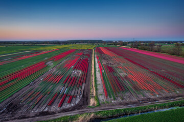 Sunset over the blooming tulip field in Poland