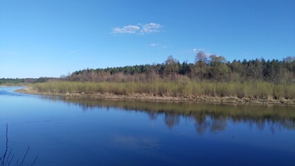 In early spring there is a lot of melt water in the river, which floods the banks and reed beds. A mixed forest grows on the opposite bank. Young leaves appear on bushes and trees Sunny spring weather