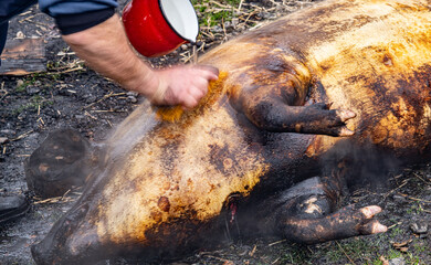 Preparation to cutting, Pork Slaughter, Christmas Holidays, One of the most important winter customs in Romanian villages is the pig slaughte