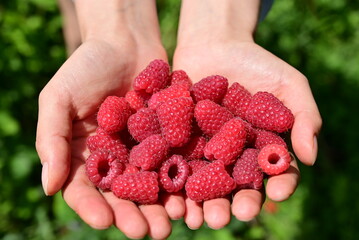 Ripe red raspberries in hand.