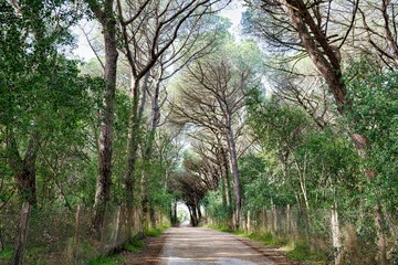 Panorama from the main path in the maritime pine forest of the Tombolo reserve in Bibbona, Tuscany, Italy