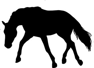 Horse animal silhouette illustration for horse day and animal day of vector