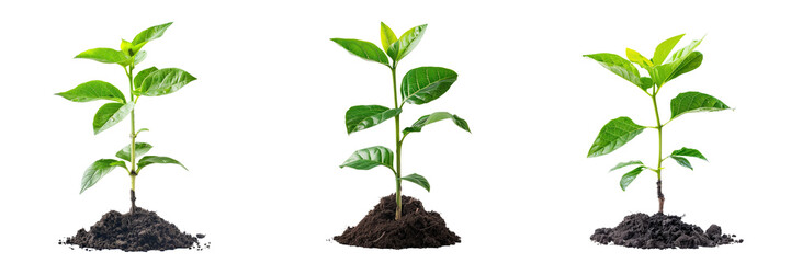 Green plant growing from the ground isolated on transparent background